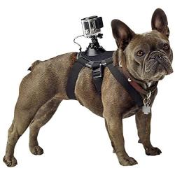 GoPro Fetch Dog Harness - Official GoPro Mount