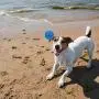 SCENEREAL Floatable Dog Rubber Ball 12 Packs - Floating Fetch Toy - Pet Racquetball 3 Pure Colors Safe Non-Toxic Training Toy for Dogs, High Elastic and Floating on Water, 1.77 Inch in Diameter SCENEREAL Floatable Dog Rubber Ball 12 Packs - Floating Fetch Toy - Pet Racquetball 3 Pure Colors Safe Non-Toxic Training Toy for Dogs, High Elastic and Floating on Water, 1.77 Inch in Diameter