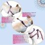 Dog Collar Harness Leash Set,Adjustable Basic Collar Halter Vest Harness Back Clip with Heavy Duty 5FT Anti-Twist Leash for Extra Small Medium Large Breed Dogs Training Easy Walk Running Hiking