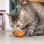 Pet Craft Supply Silly Snacks and Funny Food Crinkle Cuddling Catnip and Silvervine Toys - Interactive Cat Toys Alternative to Mice Fish Feathers Cat Toy Pet Craft Supply Silly Snacks and Funny Food Crinkle Cuddling Catnip and Silvervine Toys - Interactive Cat Toys Alternative to Mice Fish Feathers Cat Toy