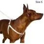 CollarDirect Rolled Leather Dog Harness Small Puppy Step-in Leash Set for Walking Pink Red White Blue Green Black Purple Beige Brown Yellow CollarDirect Rolled Leather Dog Harness Small Puppy Step-in Leash Set for Walking Pink Red White Blue Green Black Purple Beige Brown Yellow