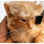 Cat Wig Pet Costume, Dog Head Wear Apparel Toy for Halloween, Christmas, Parties, Festivals