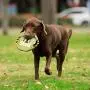 Warner Brothers Looney Tunes Red Porky Pig Dog Frisbee with Rope Warner Brothers Looney Tunes Red Porky Pig Dog Frisbee with Rope