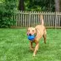 ST Pet 532501 Rowdy Roller Ball Dog Toy, Blue, 4.5'' Diameter
