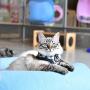 CATSPIA Robin A Harness