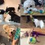 Sarahair Pet Dog Chew Toy, Pet Dog Puppy Interactive Cotton Rope Ball Toys Gift