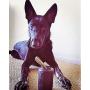 SodaPup - Natural Rubber Black Magnum Soda Can Dog Chew Toy and Treat Dispenser for The Most Aggressive Chewers, Guaranteed Tough, Made in USA