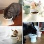 Hamiledyi Raised Cat Food Bowl Elevated Ceramic Cat Water Bowl Protect Cats Spine Cat Feeder Dish with Stand Gift for Cat