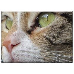 Triple Blank Wall Plate Cover - Cat Pet Cat Face Cats