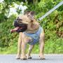 Surepet Dog Harnesses with Leash for Small Medium Dogs Adjustable,Reflective