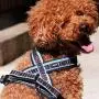 FinNero Soft Ratia 8-Shape Mesh Harness for Dogs FinNero Soft Ratia 8-Shape Mesh Harness for Dogs