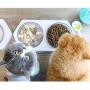Schwein Double Single Cat Dog Bowls Elevated Cat Food Water Bowls 0/20°Tilted Raised Pet Feeder Bowl with Anti Slip Stand for Cats and Small Dogs