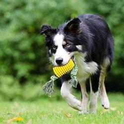 Dog Toothbrush Teeth Cleaning Chew Toys,Indestructible Dog Toys for Aggressive Chewers,Yellow Corn Shape Dog Teeth Cleaning Toy,Reduce Bad Breath and Promote Healthy Teeth and Gums