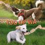 roying Dog Rope Toys for Aggressive Chewers Dog Chew Toys Tough Rope Interactive Heavy Duty Dog Toys Tough Twisted Rope Toy Indestructible Dog Toys Teeth Cleaning for Medium Large Dogs 3 Pack