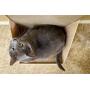 Pawmosa Cat Scratcher, Vertical Cardboard Cats Scratching Post, Lounge Bed as Furniture Protector and Home Décor Include Free Catnip (Honey)