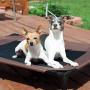 K&H Pet Products Original Pet Cot Elevated Dog Bed Chocolate/Black Mesh Large 30 X 42 X 7 Inches