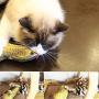 Tomcrazy 3PCS Simulation Fish Cats/Small Puppy Dogs Toys Catnip Pet Sets Doll Interactive Pets Toy Throw PP Cotton Plush Pillow Chew Bite Play Fetch Toy Grass carp Saury Arowana (3-Pack)