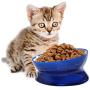 kathson Plastic Raised Cat Food Bowl Pet Feed Bowls Anti Vomiting Tilted Elevated Cats Bowl Protect Pets Spine for Small Short-Nosed Dog