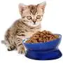 kathson Plastic Raised Cat Food Bowl Pet Feed Bowls Anti Vomiting Tilted Elevated Cats Bowl Protect Pets Spine for Small Short-Nosed Dog kathson Plastic Raised Cat Food Bowl Pet Feed Bowls Anti Vomiting Tilted Elevated Cats Bowl Protect Pets Spine for Small Short-Nosed Dog