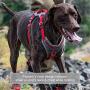 Kurgo Dog Harness for Large, Medium & Small Dogs | Reflective Harness for Running, Walking & Hiking | Everyday Adventure Pet Journey Harness | Grey/Coral, Large