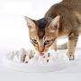 JAOK Slow Feeder Cat Dog Bowls, Ceramic Pet Treat Toys Interactive Funny,Healthy Eating Diet,Against Bloat, Indigestion and Obesity