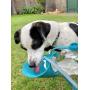 Dog Water Bottle to Keep your Pet Hydrated while Walking, Hiking or Traveling. This 20oz Portable Water Container has a foldable Leaf Style Dispenser to act like a bowl. Lightweight Food-Grade Silicon