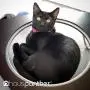Primetime Petz Hauspanther Tripod - Cat Lounge Pod Primetime Petz Hauspanther Tripod - Cat Lounge Pod