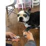 Warren London Nail Files w/Decorative Dog Images - 6 File Pack - 240 Grit for Human or Dog Use