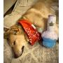 Nestpark Puppy Cheifer 3000 - Funny Dog Toys - Plush Squeaky Dog Toys for Medium, Small and Large - Cute Dog Gifts for Dog Birthday - Cool Stuffed Dog Toys