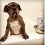 Warren London Calming Lavender Pet Shampoo w/Aloe Vera, Vitamins, Coconut - 17oz & 1 Gallon Sizes - Made in USA
