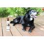 Jackie Doodles Pet Shampoo - Easily Removes Odors, Dirt & Itchy Dander - Awesome Results Guaranteed
