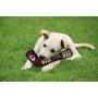 BEST DOG PET TOY & SUPER REWARD for the FURRY FOUR-LEGGED NHL HOCKEY FAN! Select from A NHL Hockey Stick Pet TOY, NHL Rubber Puck Toy