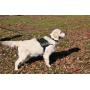 DT Works Harness, Blind Dog, Black/White, Medium - Fits Girth Size: 28-Inch to 38-Inch