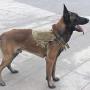 Wgwioo Tactical Service Dog Harness, Dog Training Vest with Molle Pouches and Bottle Holder for Medium Large Dogs