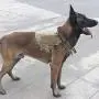 Wgwioo Tactical Service Dog Harness, Dog Training Vest with Molle Pouches and Bottle Holder for Medium Large Dogs Wgwioo Tactical Service Dog Harness, Dog Training Vest with Molle Pouches and Bottle Holder for Medium Large Dogs