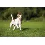 MAJORDOG Speed Sling Ball Dog Toy