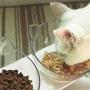 PurrBowl Orthopedic Anti-Vomiting Cat Feeder, 15° Tilted Pet Bowl for Cats and Dogs (White)