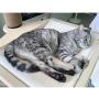 SAsagi Solid Wood Large Cat Tree,Multi-Level Scratching Board Cat Furniture Tower House Cat Nest Toy Can Multi-Places for Play Sleep Grinding Claws