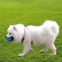 SPNORD Spiky Squeaker Ball Dog Toy, TPR Durable Bouncy Teeth Cleaning Fetching Training Pet Toy for Dogs
