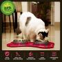 Iconic Pet Colour Splash Designer Bone Shape Fusion Pet Diner
