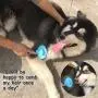 Cat Brush Pet Soft Brush for Shedding Removes Loose Undercoat,Slicker Brush for Pet Massage-Self Cleaning Cat Brush Pet Soft Brush for Shedding Removes Loose Undercoat,Slicker Brush for Pet Massage-Self Cleaning