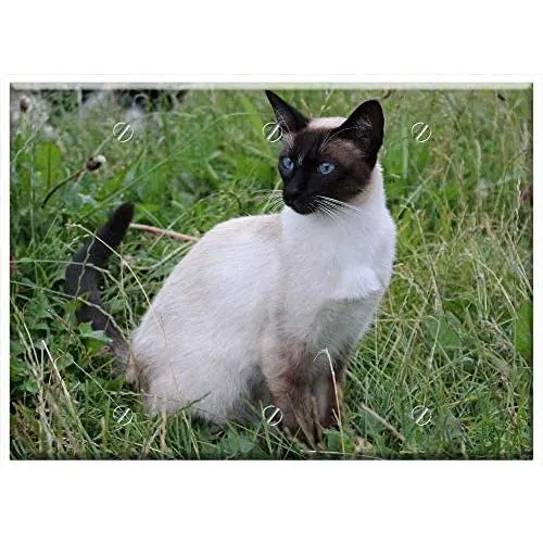 Triple Blank Wall Plate Cover - Cat Siamese Cat Domestic Cat Breed Cat Felidae Pet