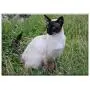 Triple Blank Wall Plate Cover - Cat Siamese Cat Domestic Cat Breed Cat Felidae Pet