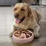 Pet Dog Puppy Slow Feeder Bowl at Home Travel Echo Friendly No Chocking | Bowl for Puppies, Small to Medium Size Dogs | Not Suitable for Cats Pet Dog Puppy Slow Feeder Bowl at Home Travel Echo Friendly No Chocking | Bowl for Puppies, Small to Medium Size Dogs | Not Suitable for Cats
