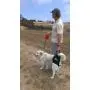 Dog Lift Support Harness:Airlift One Large Walkabout Support Sling