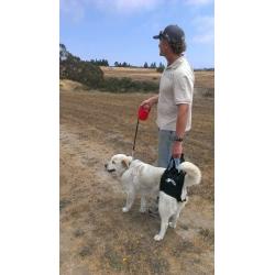 Dog Lift/Support Harness: Airlift One Size Small Walkabout Back Harness
