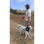 Dog Lift/Support Harness: Airlift One Size Small Walkabout Back Harness