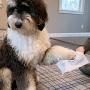 PL360 Dog Grooming Wipes, Mandarin