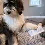 PL360 Dog Grooming Wipes, Mandarin PL360 Dog Grooming Wipes, Mandarin