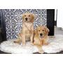 Treat A Dog Puprug Faux Fur Memory Foam Orthopedic Dog Bed, Premium Memory Foam Base, Ultra-Soft Faux Fur Cover, Modern and Attractive Design (Multiple Sizes & Styles)